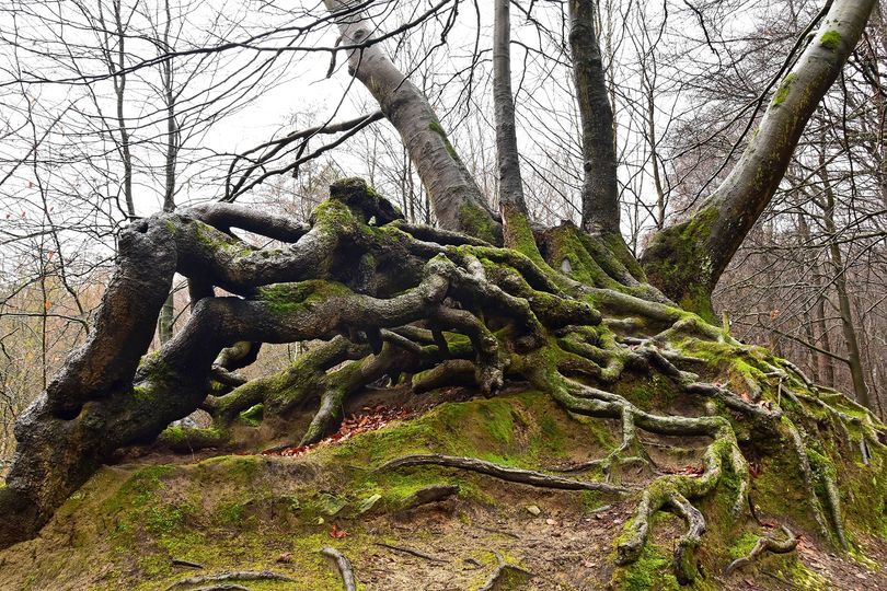 171532330_141233554668387_5342111004405297101_n